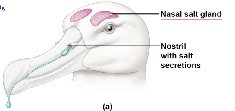 <ul><li><p>Gulls (Charadriiformes)</p></li><li><p>Penguins (Sphenisciformes)</p></li><li><p>Albatross (Procellariiformes)</p></li><li><p>Pelicans (Pelecaniformes)</p></li></ul><p>have ducts connecting salt glands to nostrils, excess NaCl excreted out through nostril</p><p></p>