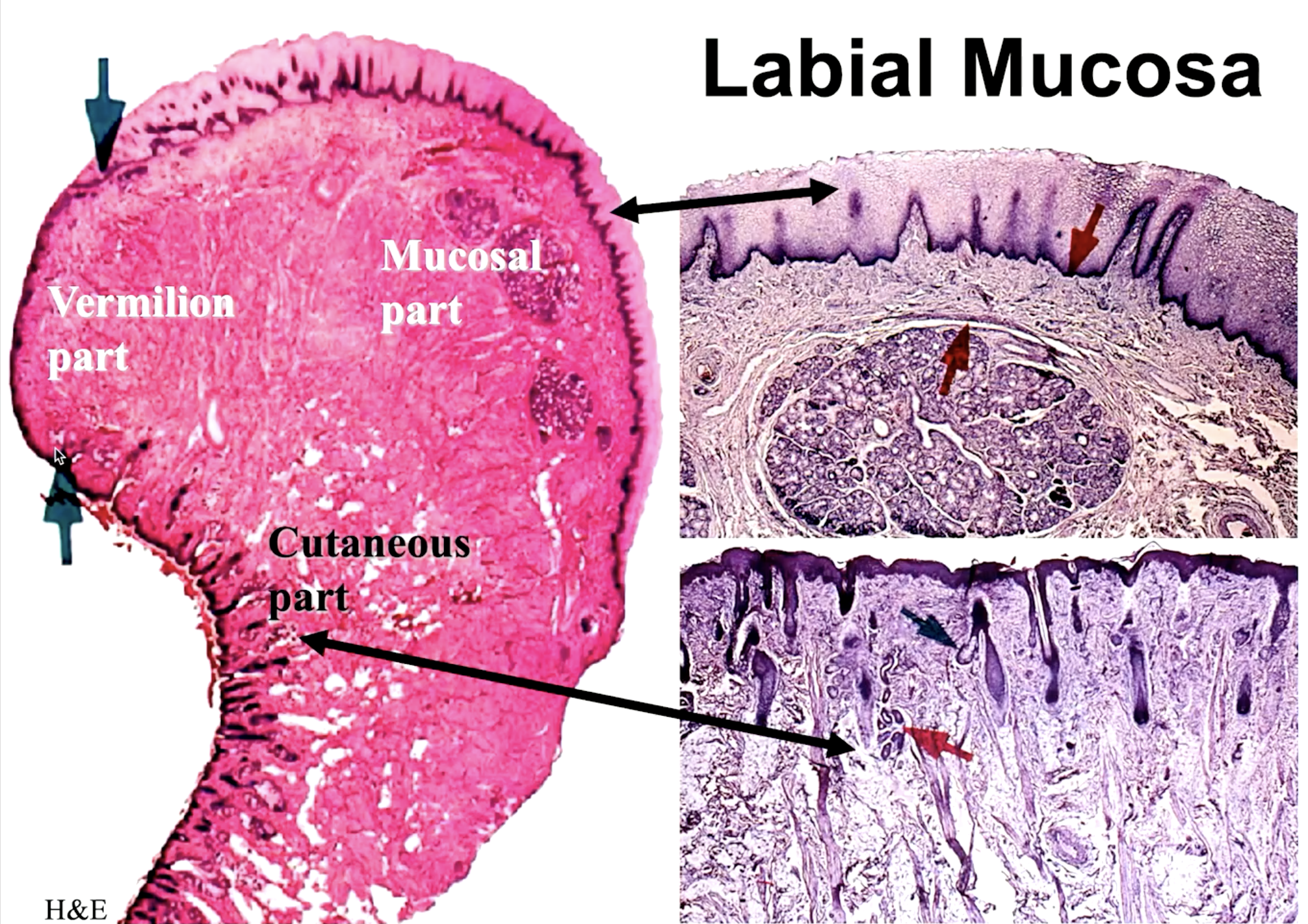 <p>cutaneous</p>