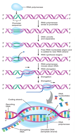 <p><strong>Transcription</strong></p>