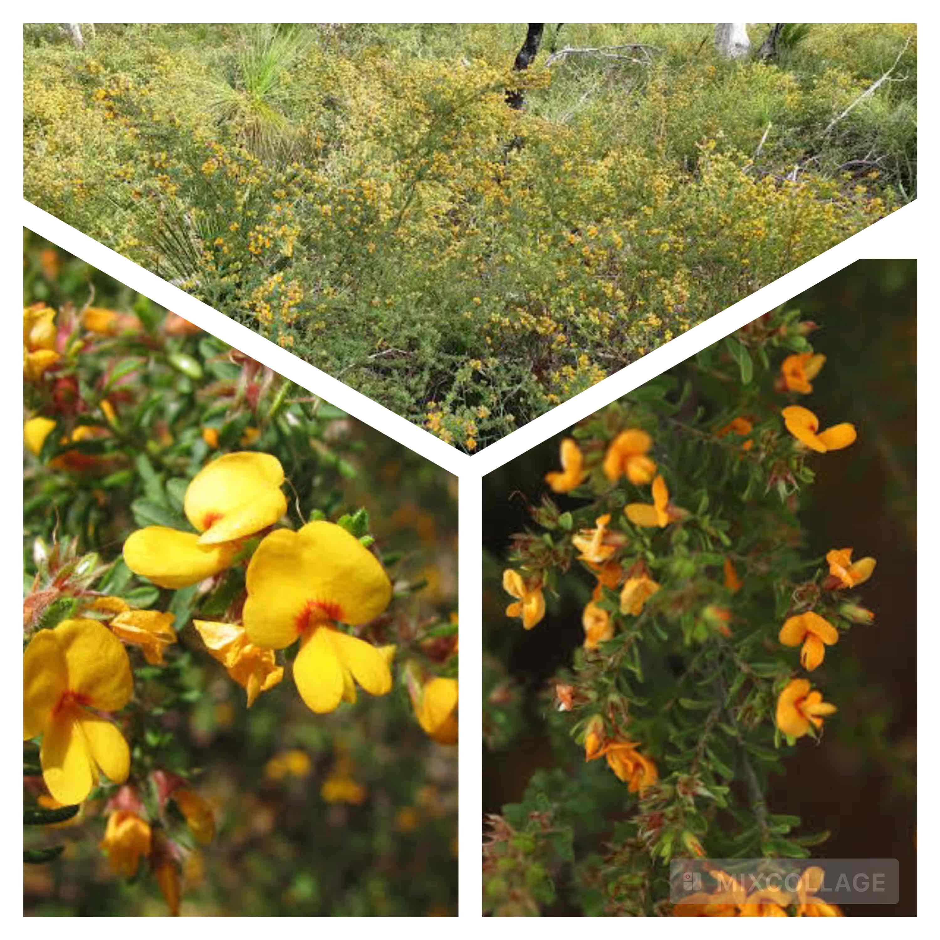 <p>Hairy bush pea</p>