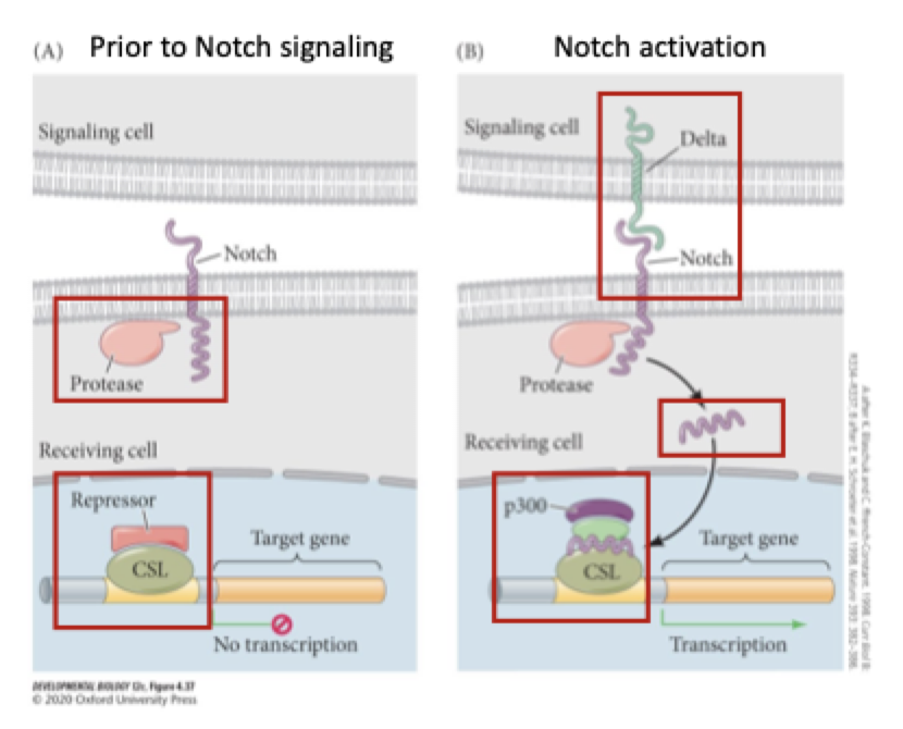 <p>what is the notch signalling pathway? </p>