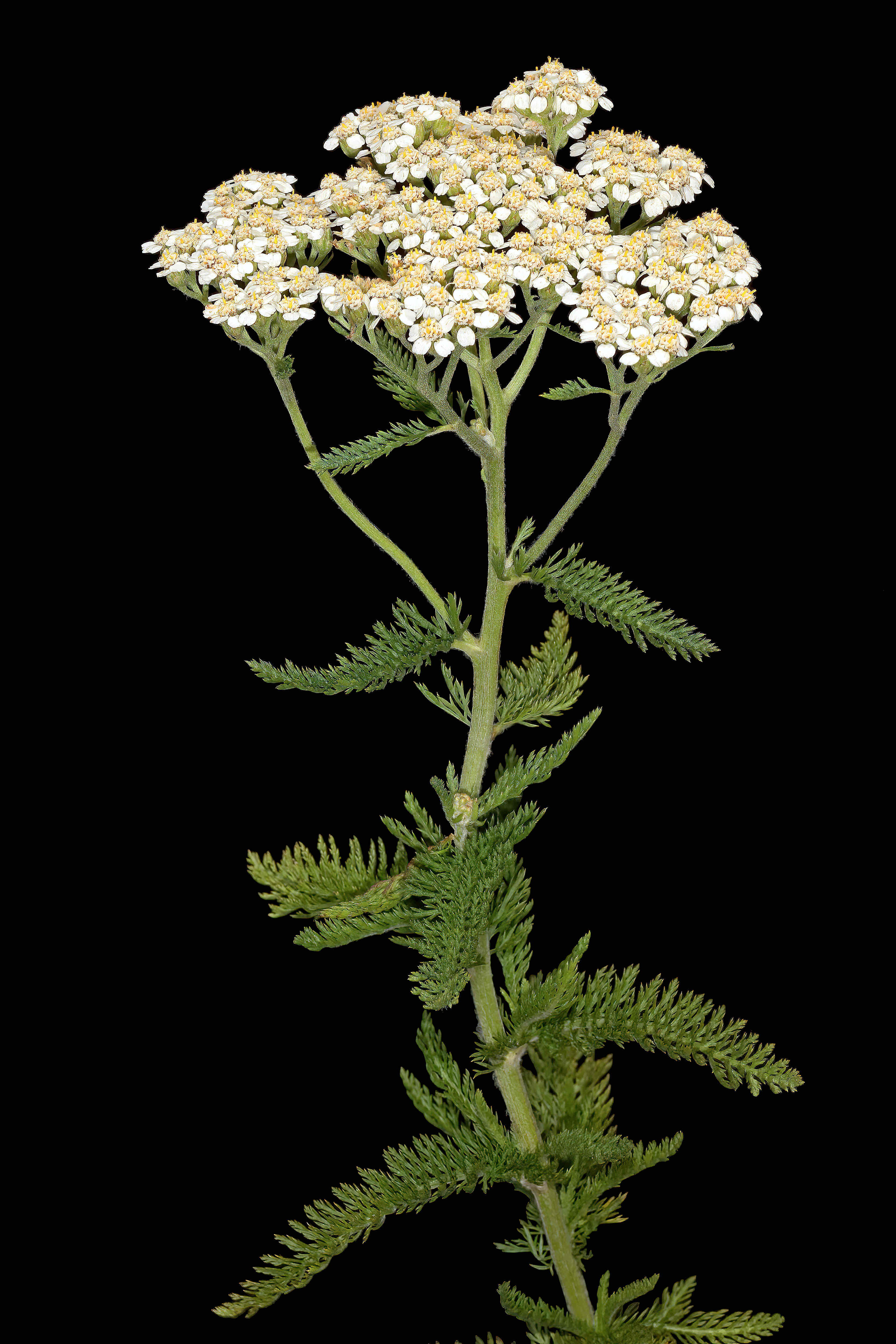 <p>ferny leaves, mini aster flowers in umbels, aromatic, medicinal</p>