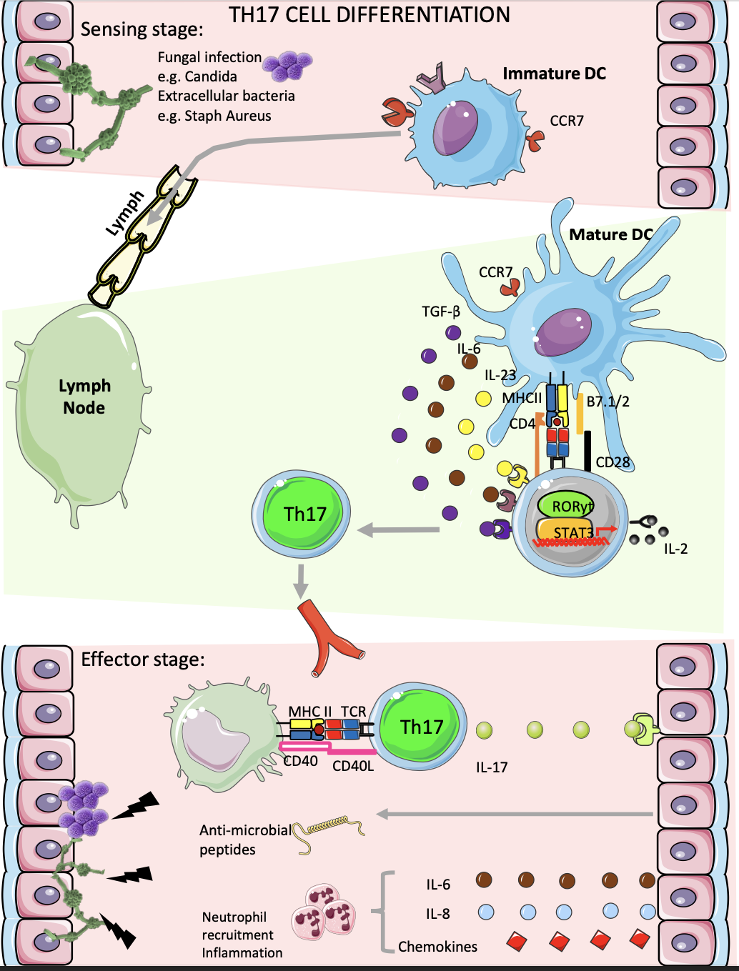 <p>Th17 cells</p><ul><li><p>activated by DC present antigen to MHC II</p></li><li><p>polarising cytokines like TGF-beta, IL6,IL-23 to activate STAT3 to induce RORgammaT</p></li><li><p>make IL-17 cytokines- induces antimicrobial peptides and chemokine like IL-8/IL-6 for neutrophil recruitment</p></li></ul><p></p><p></p>