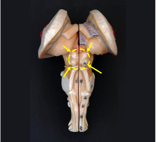 <p>Label the structure</p>