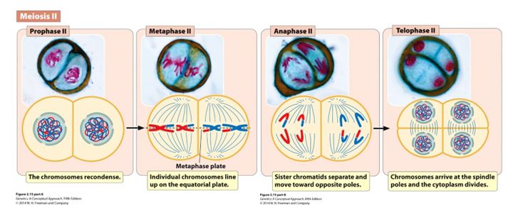 <p><span>Sister chromatids separate and are pulled to the poles</span></p>