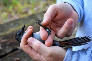 <p><span style="background-color: transparent;"><span>Procedure:</span></span></p><ol><li><p><span style="background-color: transparent;"><span>Capture a sample of animals from the population.</span></span></p></li><li><p><span style="background-color: transparent;"><span>Mark each individual with a unique identifier (tags, bands, or safe dyes).</span></span></p></li><li><p><span style="background-color: transparent;"><span>Release the marked animals back into their habitat.</span></span></p></li><li><p><span style="background-color: transparent;"><span>After a set time, capture another sample of animals and record how many are marked.</span></span></p></li><li><p><span style="background-color: transparent;"><span>Use the ratio of marked to unmarked individuals in the second sample to estimate the total population.</span></span><br></p></li></ol><p><span style="background-color: transparent;"><span>Advantages:</span></span></p><ul><li><p><span style="background-color: transparent;"><span>Allows scientists to estimate population sizes without needing to count every individual.</span></span></p></li><li><p><span style="background-color: transparent;"><span>Effective for mobile or elusive species.</span></span></p></li></ul><p></p><p><span style="background-color: transparent;"><span>Limitations:</span></span></p><ul><li><p><span style="background-color: transparent;"><span>Assumes no significant migration, births, or deaths between samples.</span></span></p></li></ul><p></p>