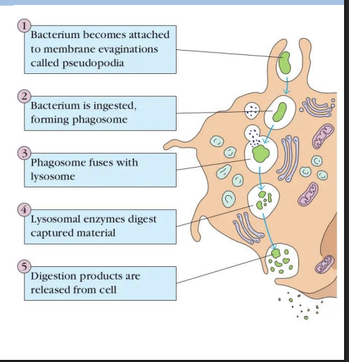 <p>form of endocytosis performed by specialized cells (e.g. macrophages) = cell “eating”.</p><p><br>Receptor-mediated internalization that forms large endocytic vesicles (phagosomes).</p><p></p><p>Some bacteria are able to secrete proteins that prevent fusion of phagosome with lysosome</p><p></p><p>They live and multiple in these structures e.g. Mycobacterium tuberculosis</p>