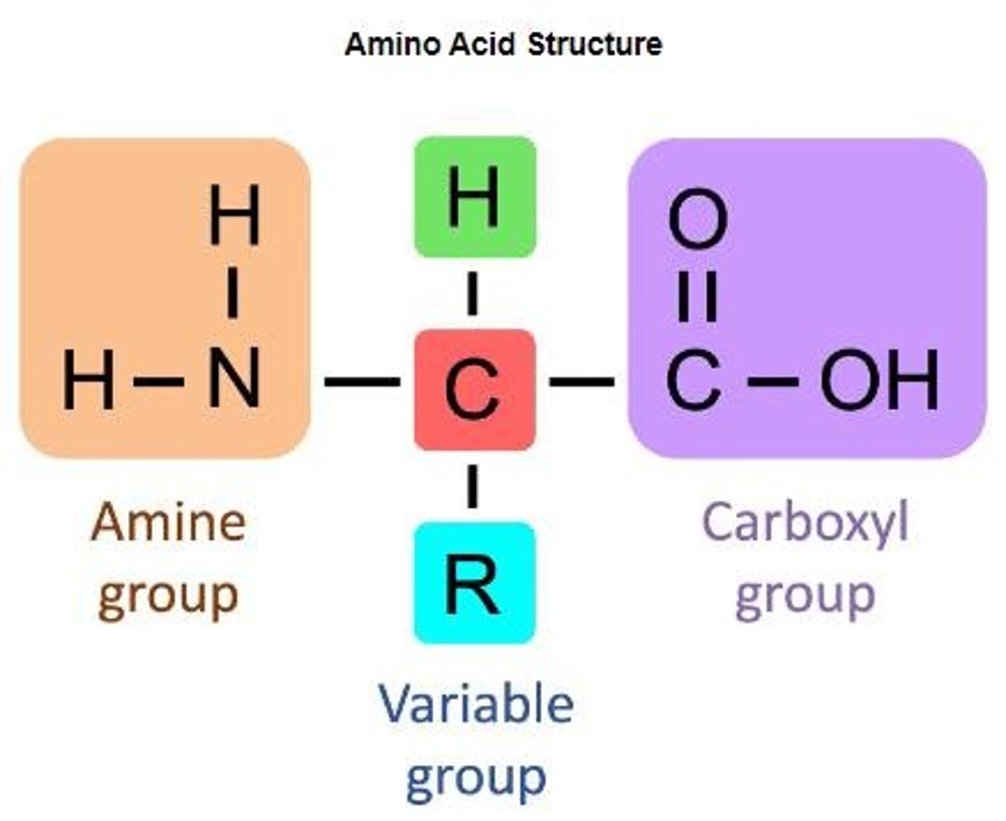 <p>Building blocks of proteins with variable side chains.</p>