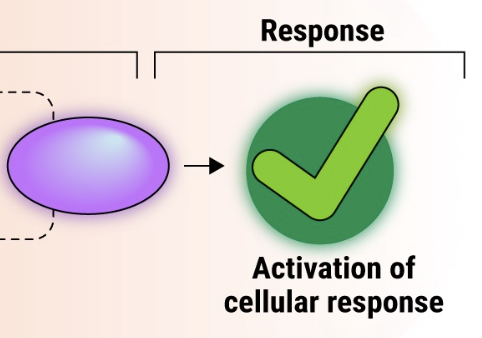 <p>The outcome of signal transduction results in a change in cell behaviour.</p>