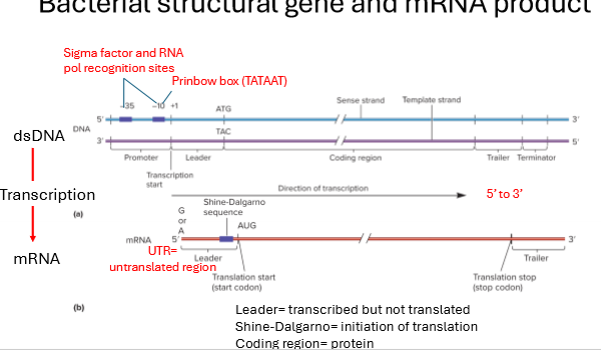 <ul><li><p>regulatory structures/sequences upstream of the coding region that control expression. include promoter sequence</p></li><li><p>sigma factor and RNA polymerase recognition sites enable the specific binding of RNA polymerase</p></li><li><p>The Pribnow box (-10 box) - conserved TATAAT sequence, located 10 base pairs upstream from the transcription start site is essential for RNA polymerase binding and initiation of transcription.&nbsp;</p></li></ul><p></p>