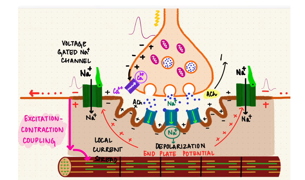 knowt flashcard image