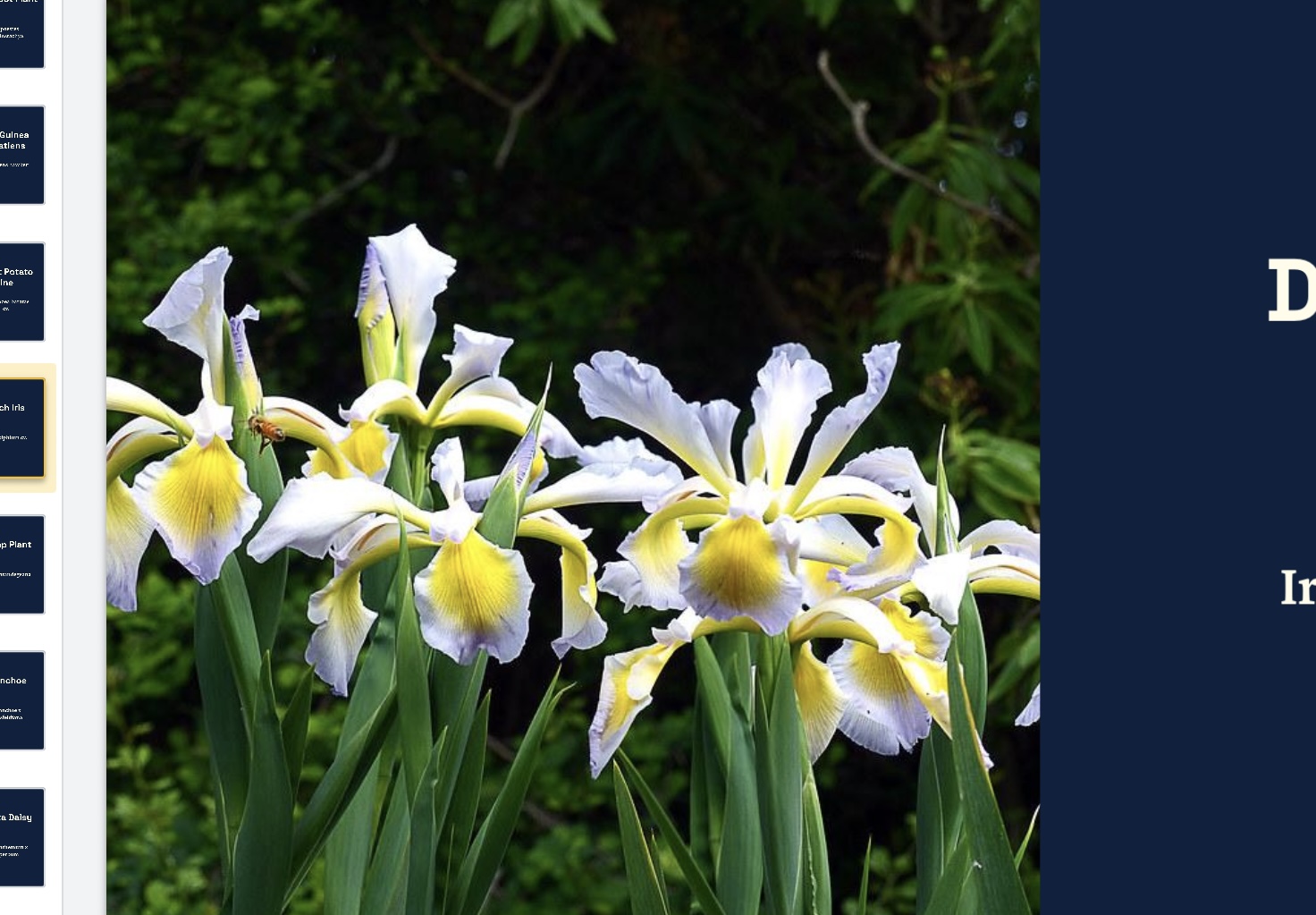 <p>Iris x xiphium cv. </p>