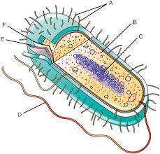 <p>A) Pilli/Pillus<br>B) Ribosomes<br>C) Nucleoid<br>D) Flagellum<br>E) Cell wall<br>F) Cell membrane</p><p>Extra: a layer outside of cell wall is the capsule</p>