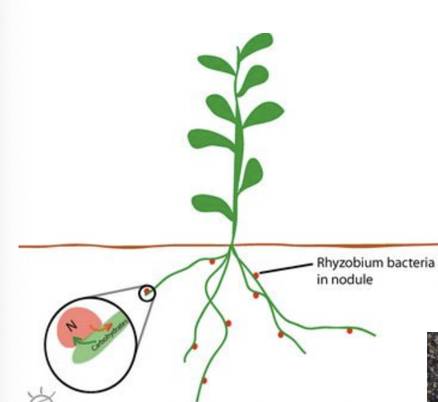 <p>Nitrogen fixation</p>