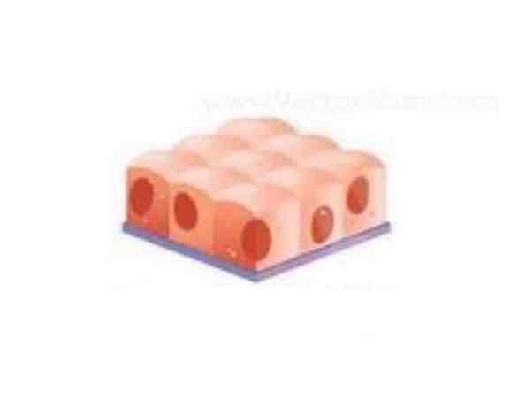 <p>Found in the kidneys and filter out toxins through urinating</p>