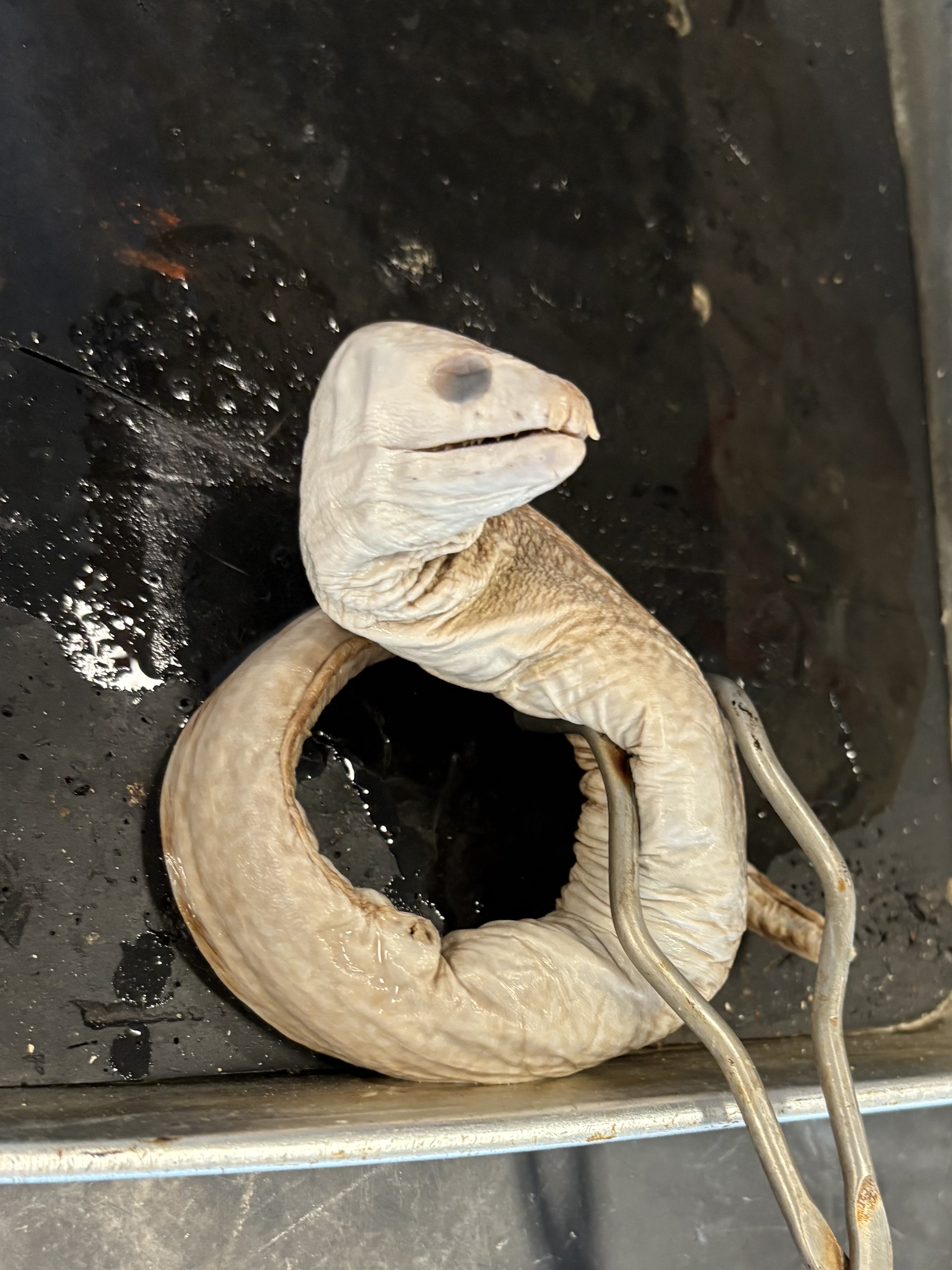 <p>name the superclass, class, subclass, order, and common name of this organism</p>