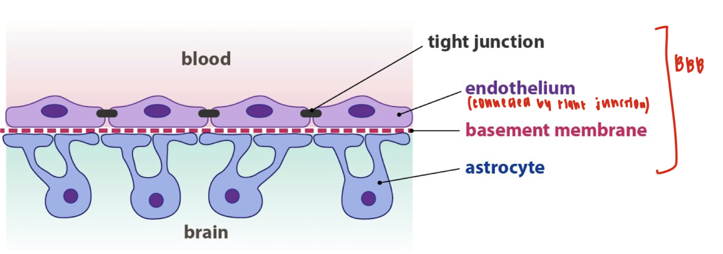 <ul><li><p>A highly specialized endothelial cells (EC) layer comprising the blood-brain barrier (BBB) and partitioning the blood and brain interstitial fluid</p></li><li><p>The blood-CSF barrier (BCSFB) with the choroid plexus epithelium which secretes the specialized cerebral spinal fluid (CSF) into the cerebral ventricles</p></li><li><p>The arachnoid epithelium separating the blood from the subarachnoid CSF </p></li></ul><p></p>
