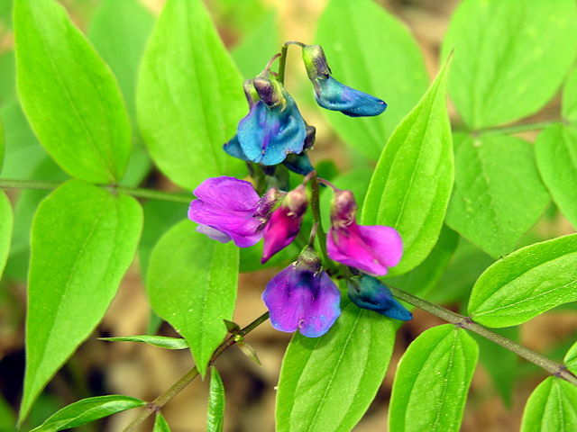 <p>tavaszi lednek</p>