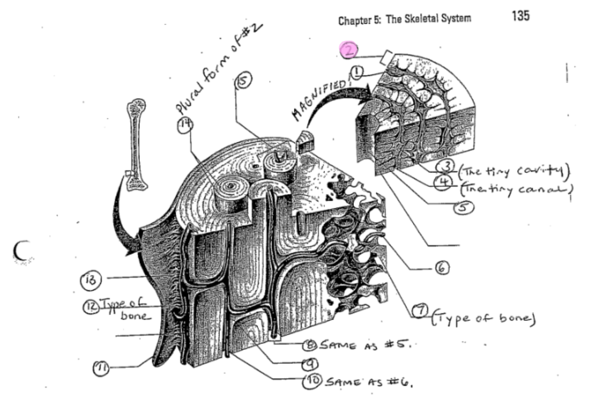term image