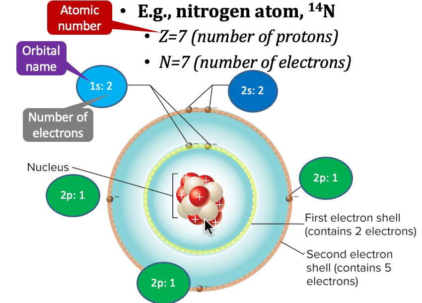 <p>orbitals</p>