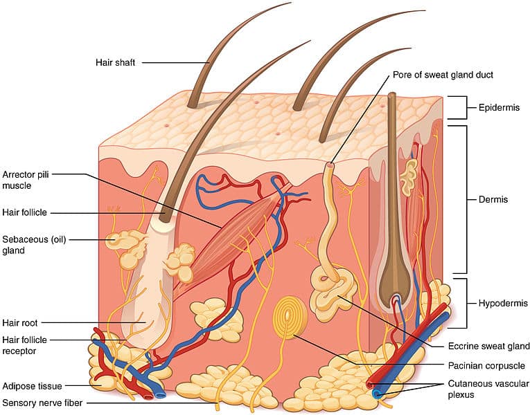 <p><strong>What is a picture example with skin structure labeled?</strong></p>