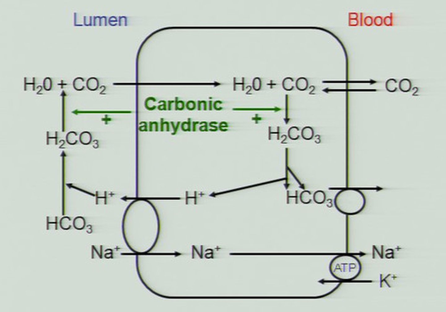 <p>enzyme that catalyzes the reaction between carbon dioxide and water to form carbonic acid</p>