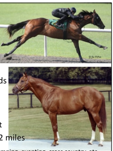 <p>HORSES: what is the breed. origin, color, body, traits, purpose?</p>
