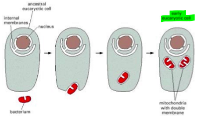 <p>primordial eukaryotic cells without ability to use oxygen </p><ul><li><p>colonized by aerobic bacteria </p></li><li><p>gene traensfer of 1000+ genes to nucleus </p></li><li><p>13 structural proteins encoded by bacterial/mito DNA </p></li></ul><p></p>