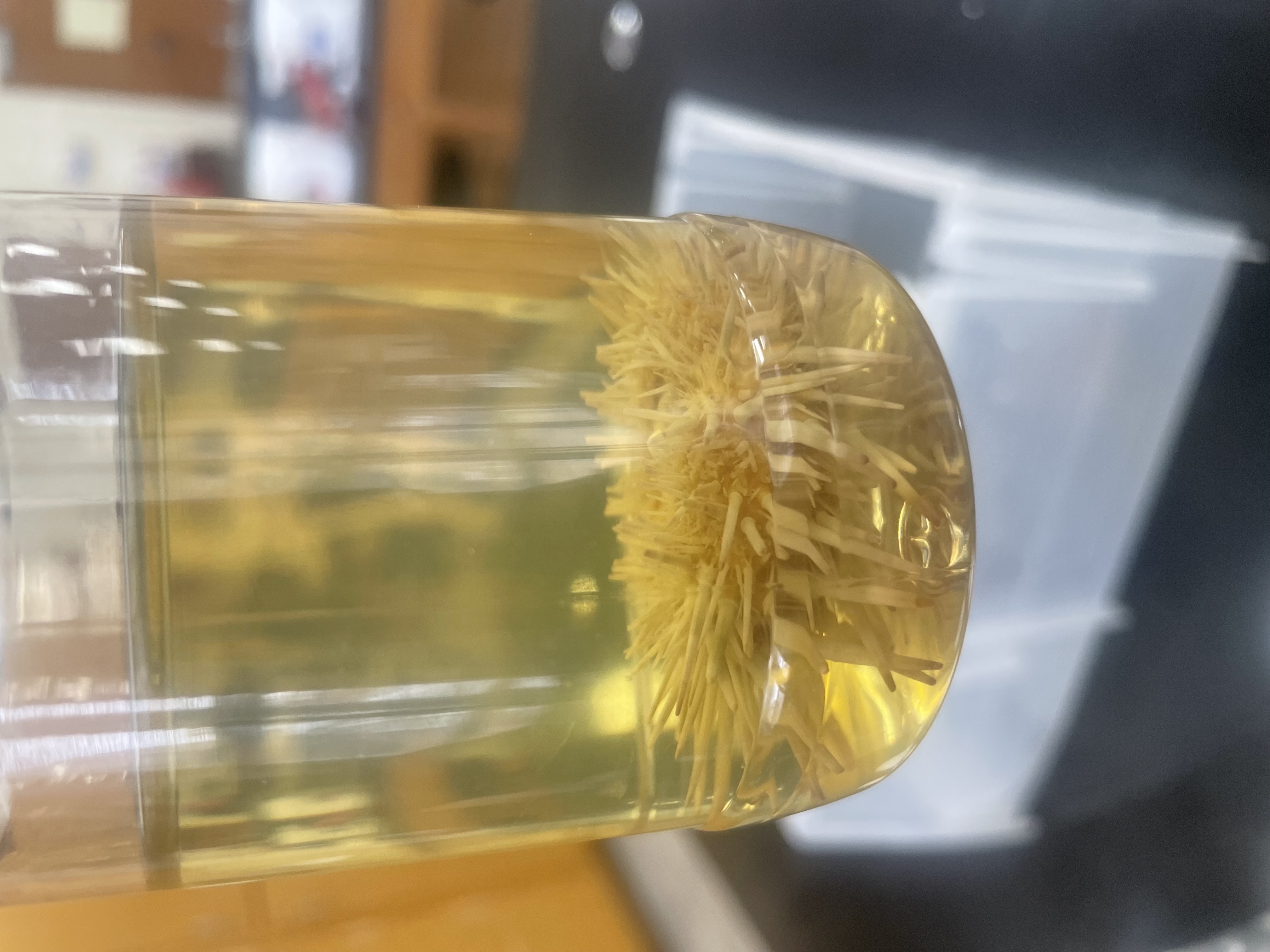 <p>Strongylocentrotus</p>