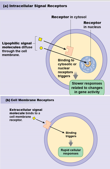 <ol><li><p><strong>lipophilic molecules</strong> can cross the cell membrane</p><ul><li><p>bind to cytosolic or nuclear receptors</p></li></ul></li><li><p><strong>extracellular signal molecules</strong> bind to the cell membrane receptor and trigger a response</p></li></ol>