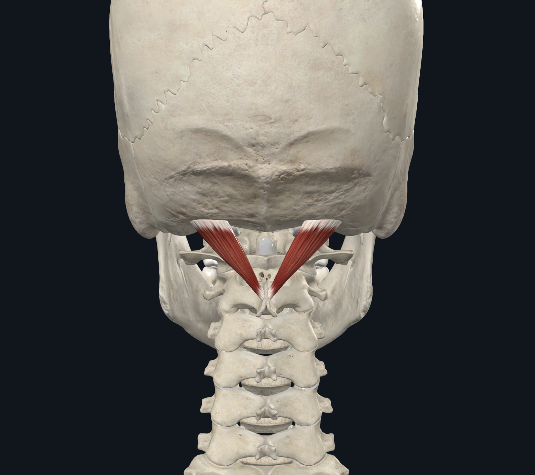 <p>Proprioception; ipsilaterally rotates C1-C2; extends Atlanto-occipital joint</p>