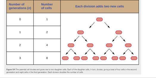 <p><span>N = number of cells at any generation </span></p><p><span>N0 =  is the starting of number cells </span></p><p><span>Exponent n is the number of generations </span></p><img src="https://knowt-user-attachments.s3.amazonaws.com/9ac1e007-7d64-4f1a-a748-6acf9f612995.png" data-width="100%" data-align="center"><p></p>