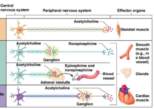 <p>Cardiac muscle </p>