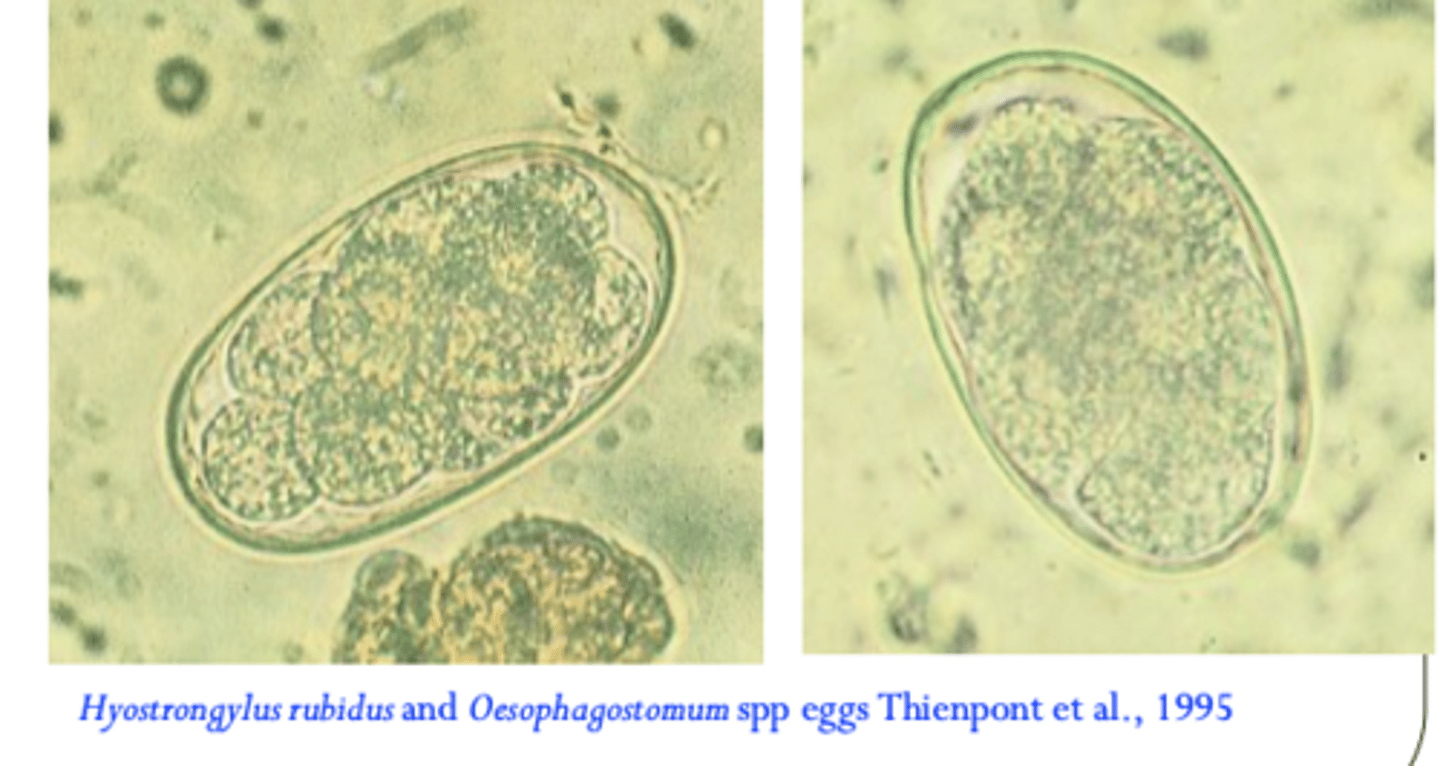 <p>•Finding eggs in the faeces (patent infections);</p><p>Thin shell, morula stage;</p>