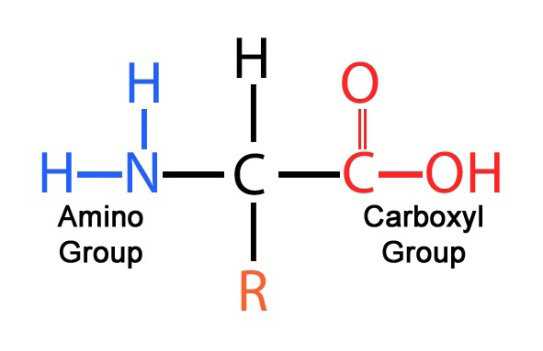 * Amine group
* R group
* Carboxyl group