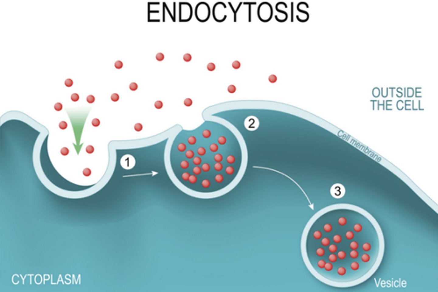 <p>A cell engulfs something big, active transport.</p>