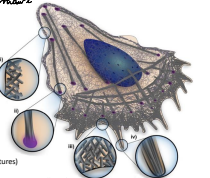 <p>The cross-linked, contractile network that makes up the observed membrane of the cell.</p>