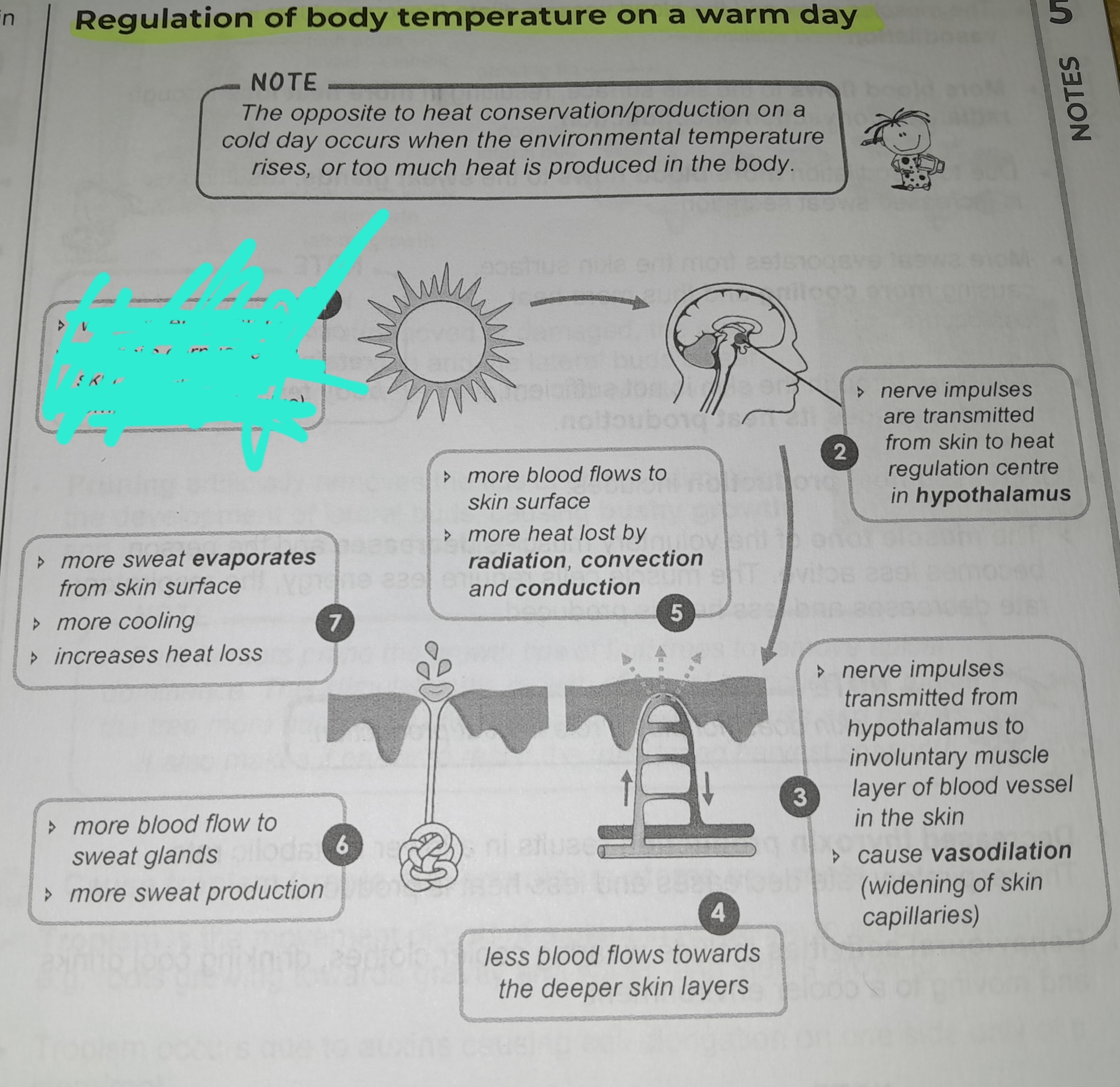 term image