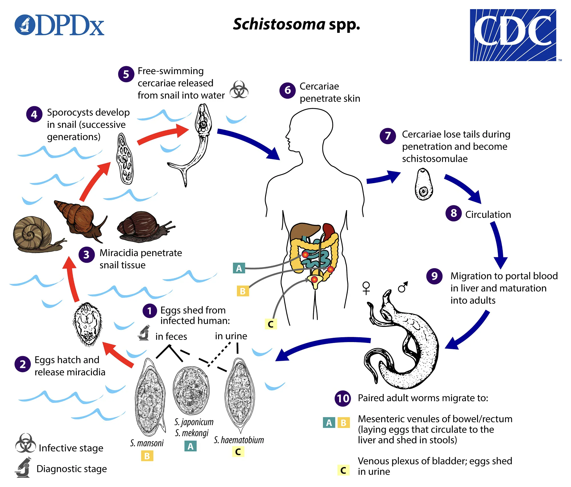 <ul><li><p>a free-swimming larval stage</p></li><li><p>passes from an intermediate host (typically a snail) to another intermediate host or to the final vertebrate host</p></li></ul><p></p>