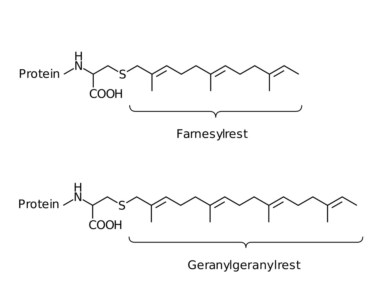 <p>B. Farnesylation</p>