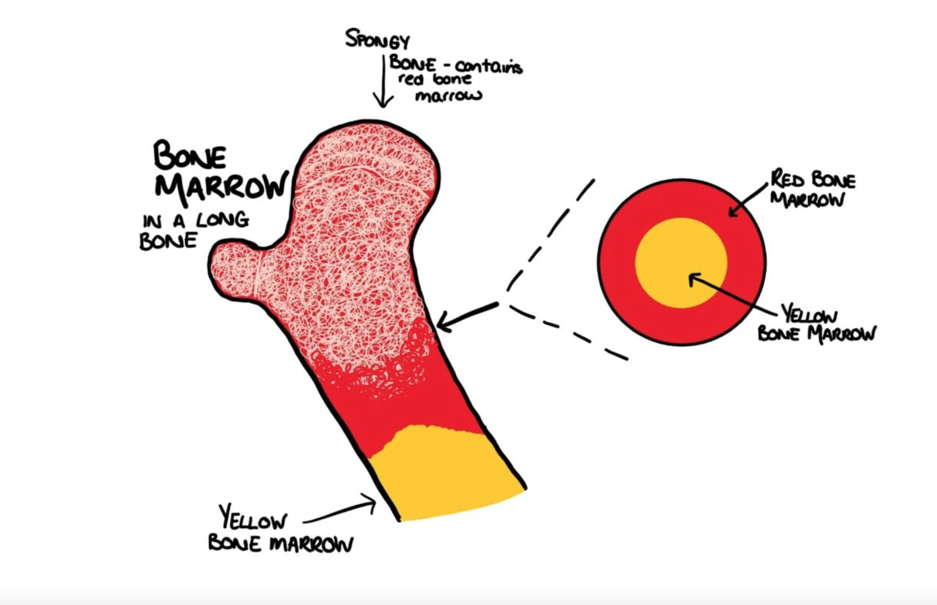 <p>Primary site of blood cell production.  Vital for diagnosing and understanding various conditions including anemias, leukemias, and certain infections and/or malignancies. The process of examining red marrow usually involves obtaining samples by aspiration or core biopsy which is then analyzed to assess cell types, abnormalities and overall marrow health. </p>