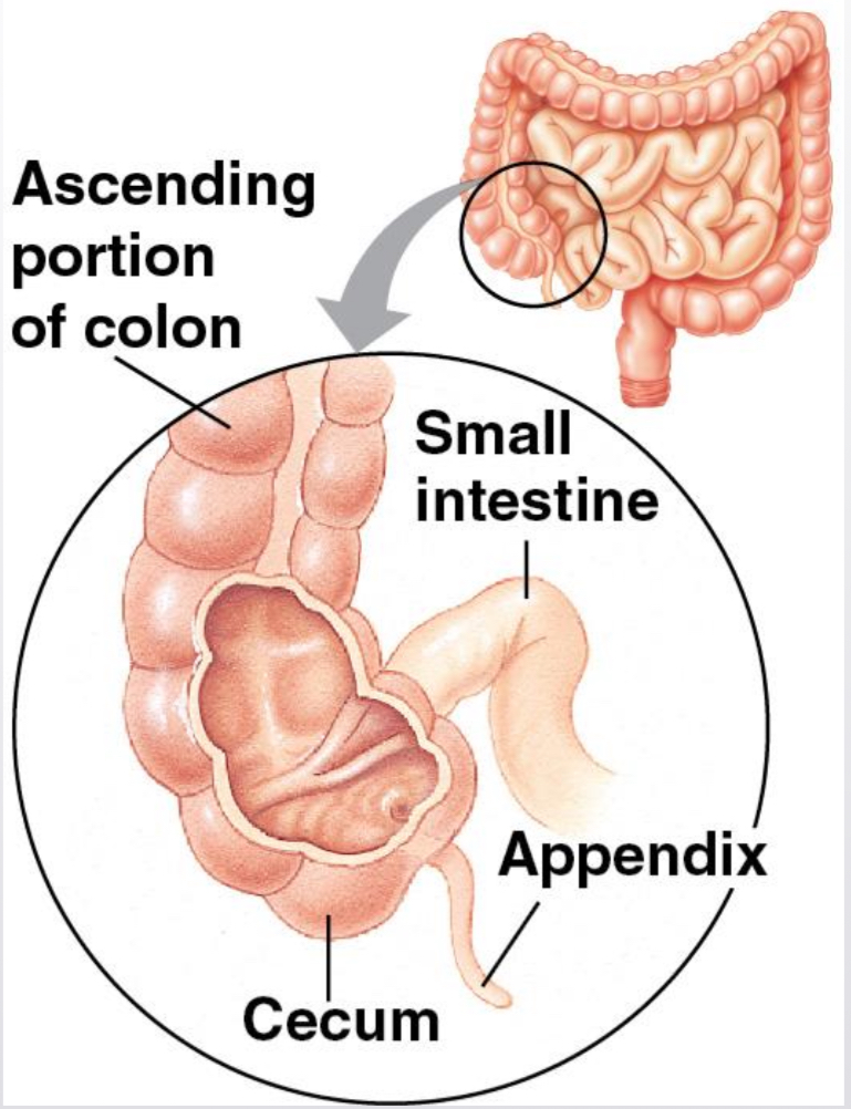 <p>Processing in the Large Intestine</p>