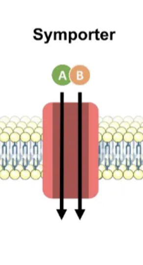 <p>carrier protein, 2 molecules in same direction</p>