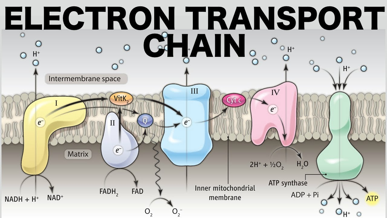 <ul><li><p>NADH delivers electrons to complex I and is oxidized, NAD+ comes out</p></li><li><p>FADH<sub>2 </sub>delivers electrons to complex II and is oxidized, FAD comes out</p></li><li><p>O<sub>2 </sub>accepts these electrons becomes H<sub>2</sub>O.</p></li></ul><p></p>