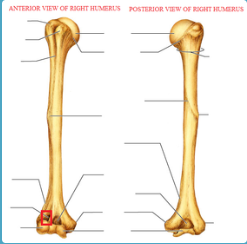 <p>anterior view of right humerus</p>