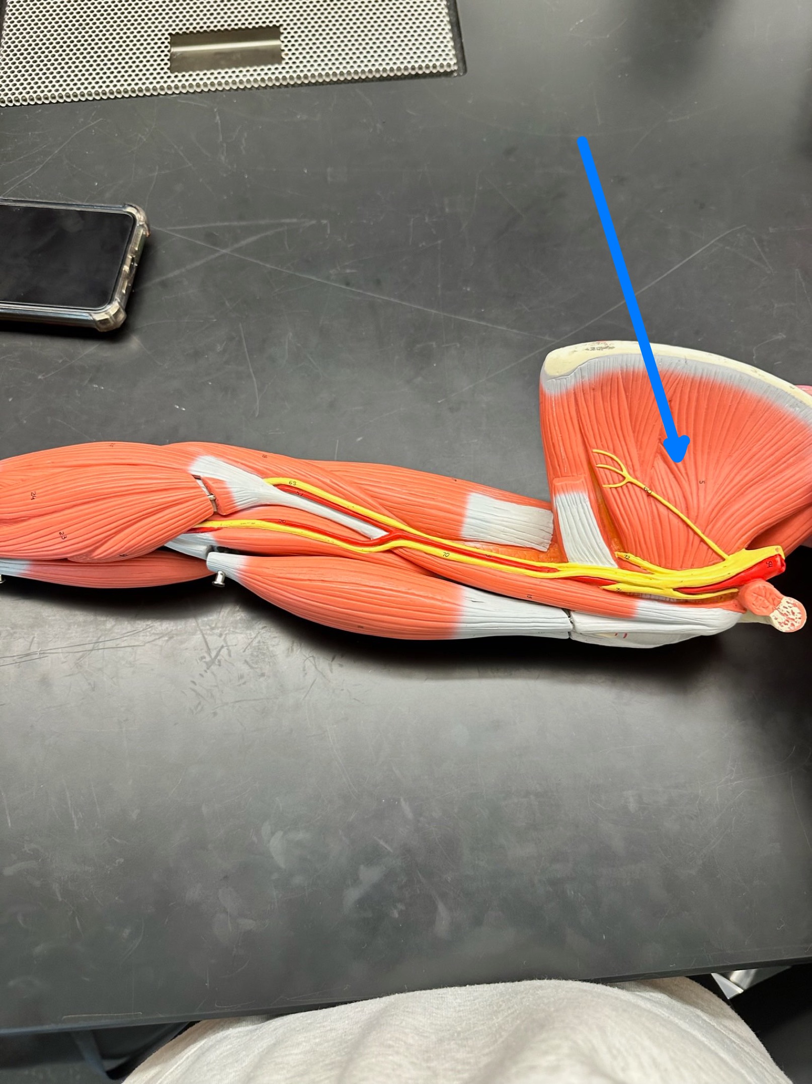 <p>ID muscle</p>