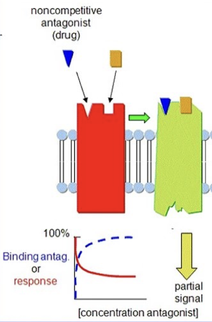 <ul><li><p><span>Bind to a different site than the agonist to block its effect.</span></p></li><li><p><span>Modulate the effect of agonists, either reducing it or entirely blocking it.</span></p></li></ul><ul><li><p><span>Allosteric: antagonists that bind to an allosteric site on the receptor → change the conformation at the active site to prevent agonist binding.</span></p></li><li><p><span>Intracellular: agonists that act inside the cell on parts of the signaling machinery and prevent its normal functioning.</span></p></li></ul><ul><li><p><span>The effect of the non-competitive antagonist cannot be overcome with an increased dose of agonist.</span></p></li><li><p><span><span>Lowers the peak of the dose response curve (lower maximal response)</span></span></p></li></ul><p></p>