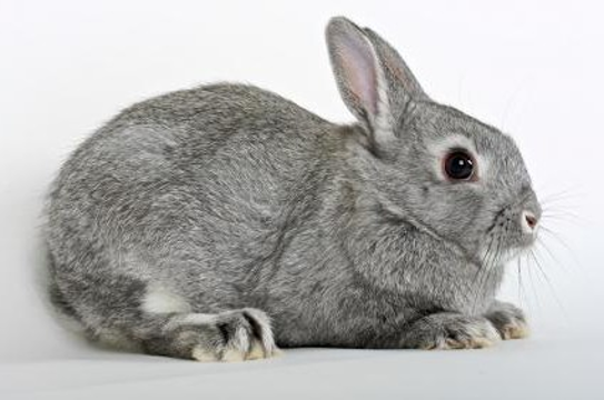 <p>Netherland dwarf</p>