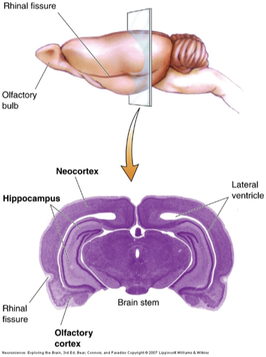 <p>olfactory cortex/piriform lobe</p><p>separated from neocortex by rhinal fissure</p>