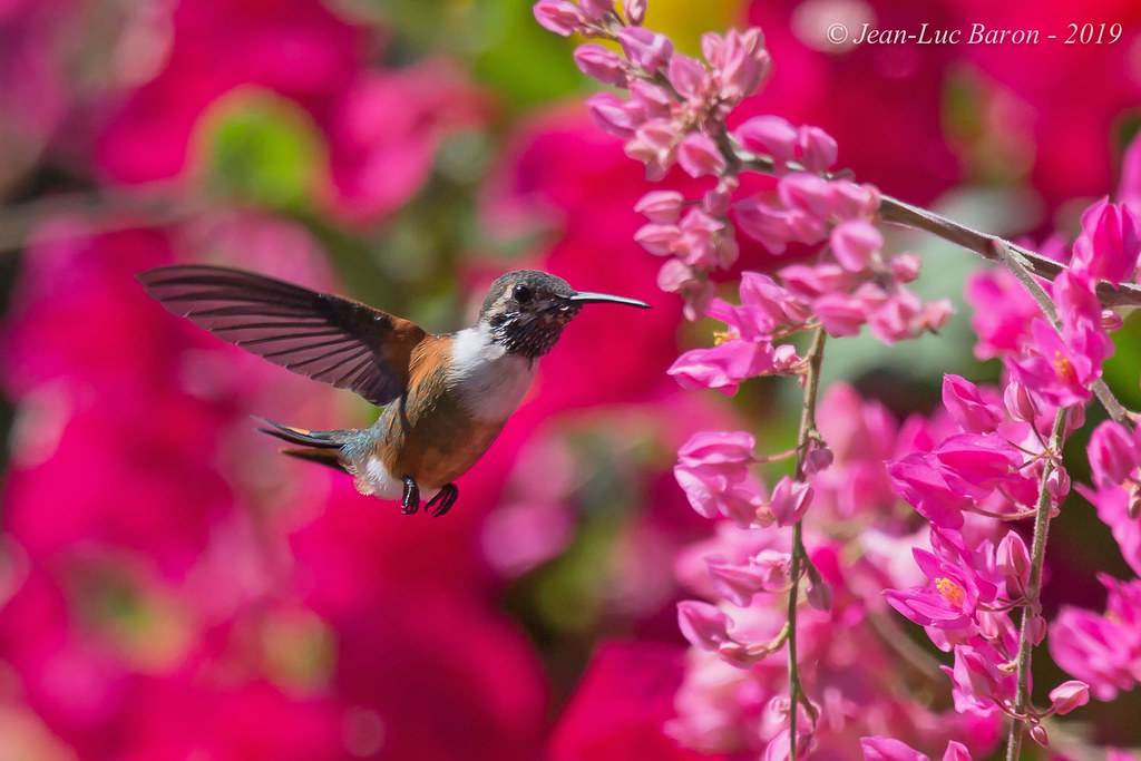 <p>Bahama Woodstar</p>